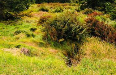 Haidműhle Šumava - Foto 21