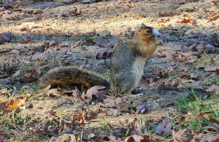 Raka Ranch Barndominium - Foto 3