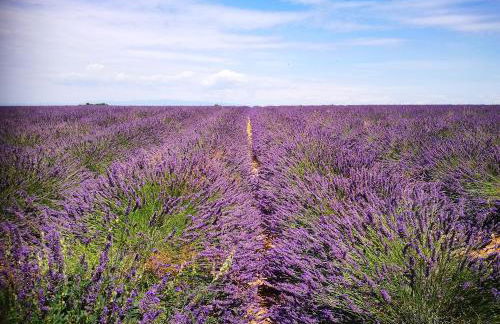 Le Figuier appart 2-3 pers en plein vignoble avec piscine privée à 30mn des gorgesdu Verdon et des plages - Foto 9