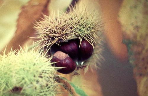 I Faggi Rossi - Foto 25