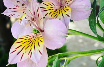 Casa das Termas - Cabeço de Vide - Foto 27