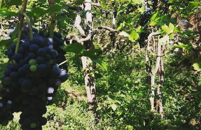 Agriturismo Castanito - Foto 77