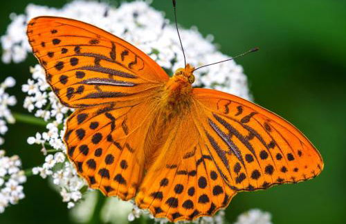 Jordan Cottage - Foto 13