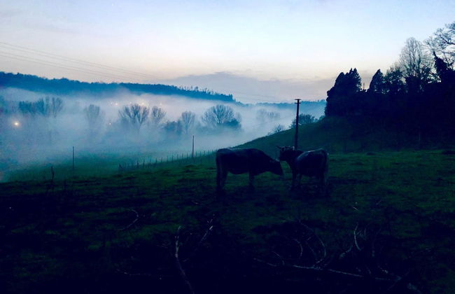 Fattoria Lucciano - Foto 50