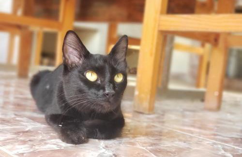 Chácara dos Pássaros - Foto 26