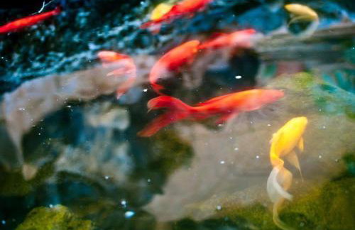 Holiday Home in La Matanza De Acentejo mit Großem Garten und Panoramablick by Interhome - Foto 8