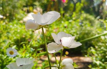 Olive Lemon Biophilic House & Lush Forest Garden - Foto 34