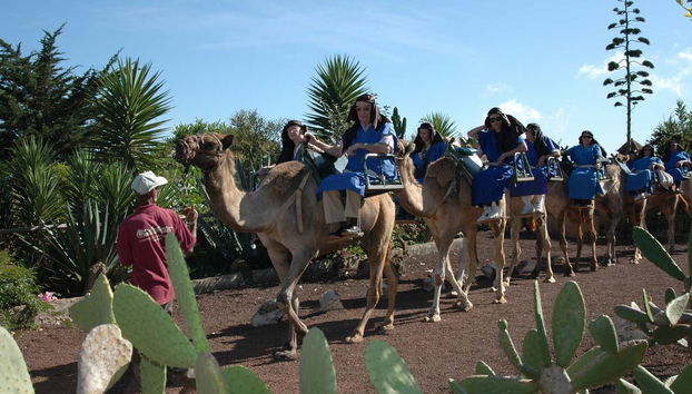 Cammelli nel nord di Tenerife