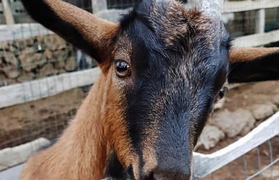 Agriturismo Dolcetna - Foto 28