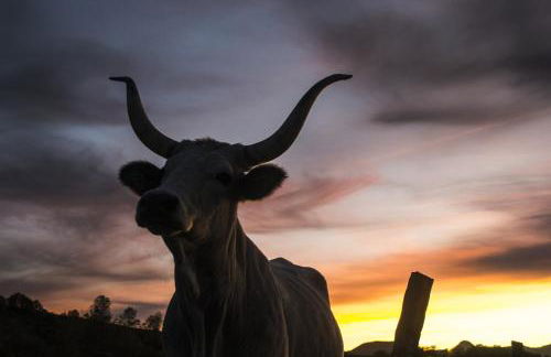 Fattoria Bio L'A Ceccoli - Foto 27