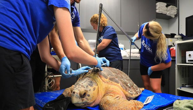 Acuario Clearwater Marine Aquarium - Foto 4