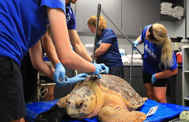 Acuario Clearwater Marine Aquarium - Foto 4