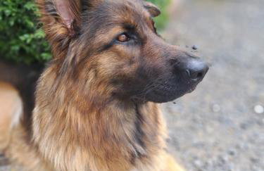 Pałac Rząsiny - Foto 73