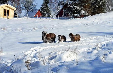 Highland Glen Lodges - Foto 19