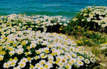 Agrumeto Costa dei Trabocchi - Foto 29