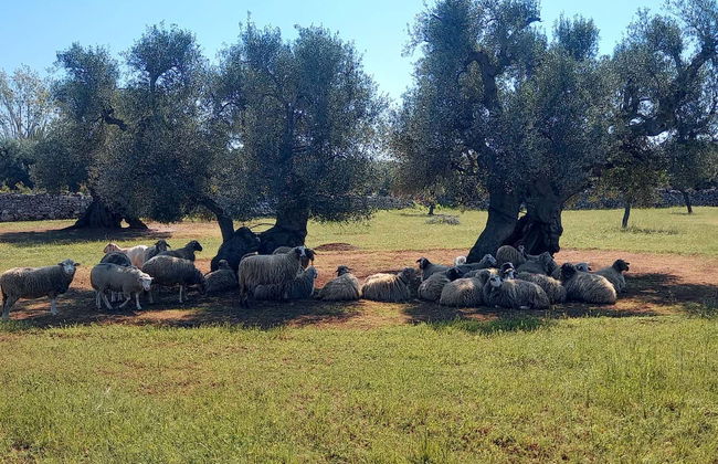 Monopoli Bike Tour - Foto 9