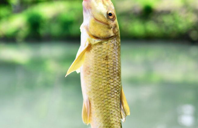 14 Son's Geronimo - Birdhouse Cabin - Foto 33