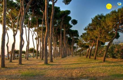 Ficus Plus - Pineto Vacanza - Foto 10