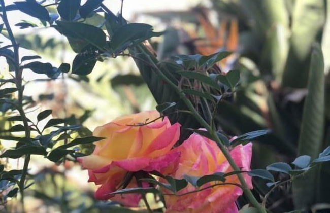 Los Viejitos en Firgas - Foto 76