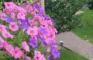 La Dama dei Fiori - Foto 51