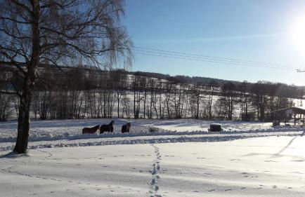 Ferienwohnung auf dem Pferdehof - Foto 7