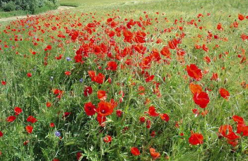 Holiday Home, Plau am See - Foto 62