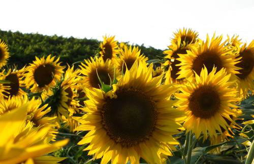 Marco & Andrea Agriturismo Collepina - Foto 7