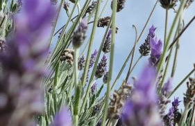 Finca Sa Cova de Mallorca - Foto 71