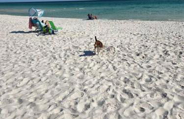 Quiet 2 bedroom condo on Gulf with pool and pond - Photo 23