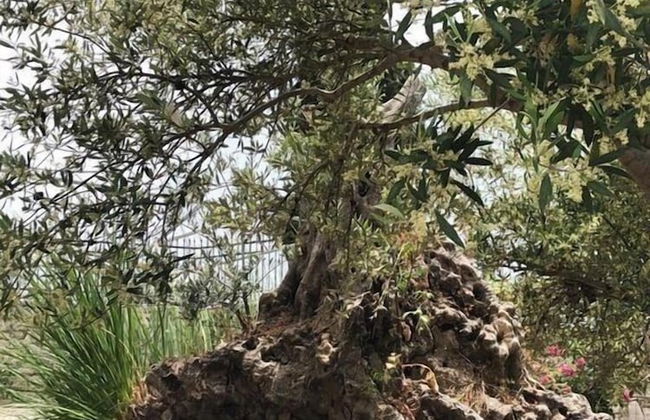 Oros Villas - Foto 14