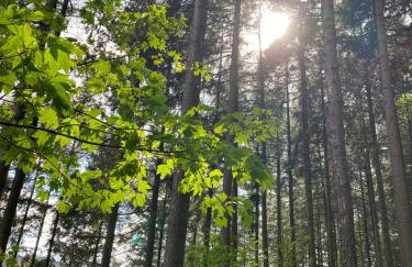 No 19 in the Black Forest - Foto 41