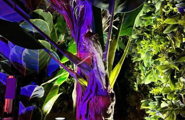 Amazonia Suite - Starry Sky & Spa Bath - Foto 10