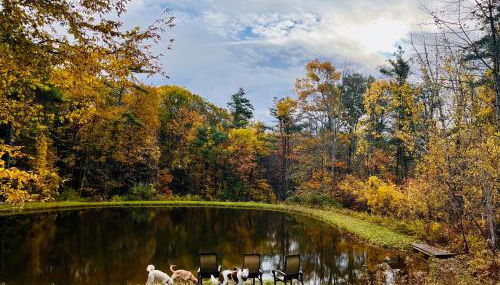 Not-so-tiny, Tranquil, Pond front Bungalow - Foto 5