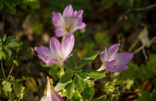 Off Grid Travel at Cambo Estate - Foto 9