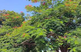 Goiabeira Village - Foto 21