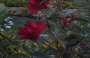 Teresopolis Duplex Green Valley - Photo 42