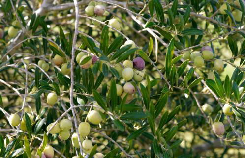 Agriturismo Vulcano - Foto 61