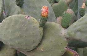 Il Calice dell'Etna - Foto 55