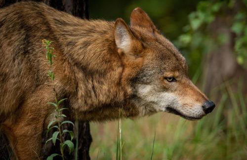 Wildpark Johannismühle - Foto 9