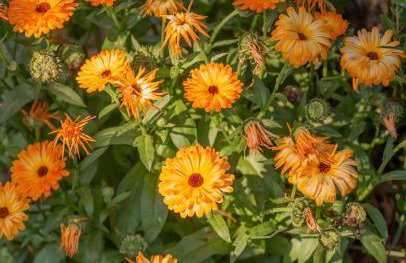 Studio APP Luka-We love nature. - Foto 16