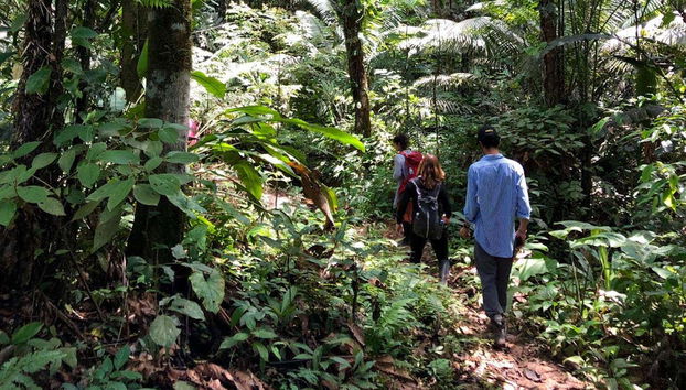 Trilha pela floresta amazônica