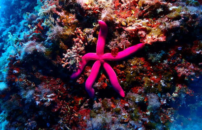 Snorkel en Puerto Addaya - Foto 10