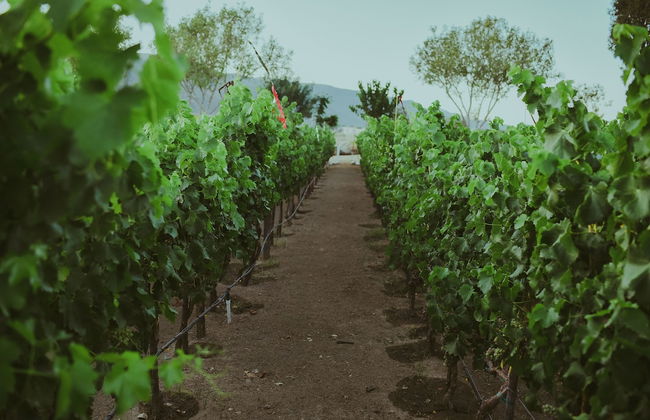 Ecléctico Guadalupe - Foto 45