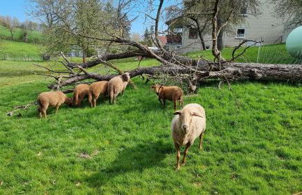 Ferienwohnung Streckhofidylle - Foto 7