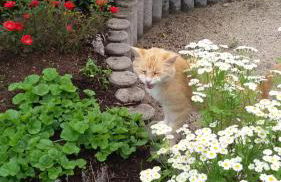 Ferienhaus Elke - Foto 23