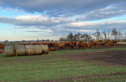 Schön möblierte Wohnung in Genthin/ OT Tucheim - Foto 18