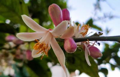 E s s e n t i a l Pompei - Foto 23