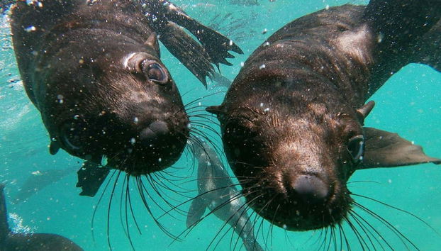 Una coppia di leoni marini