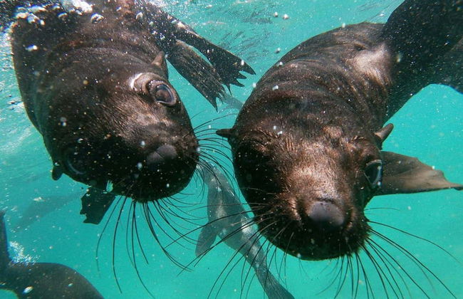 Avvistamento di leoni marini a Plettenberg Bay - Foto 3