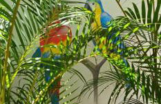 Flat - SERRA E MAR - Paraty - Foto 6